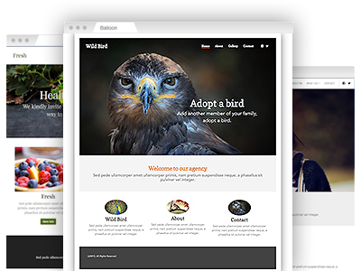 An assortment of easy–to–customize website themes